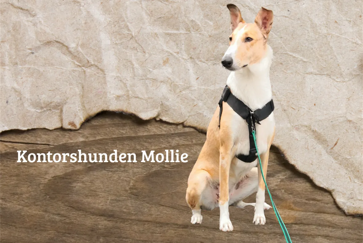 Medarbetare-Mollie-AgarVision